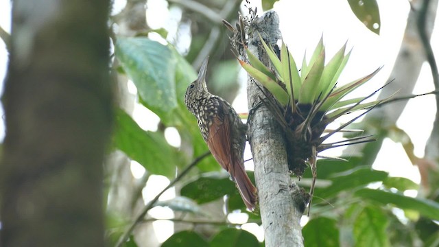 Black-striped Woodcreeper - ML201921691