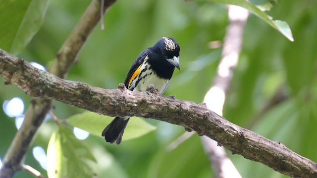 Ak Tepeli Kara Barbet - ML201921701