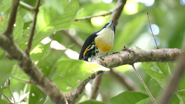 Ak Tepeli Kara Barbet - ML201921711