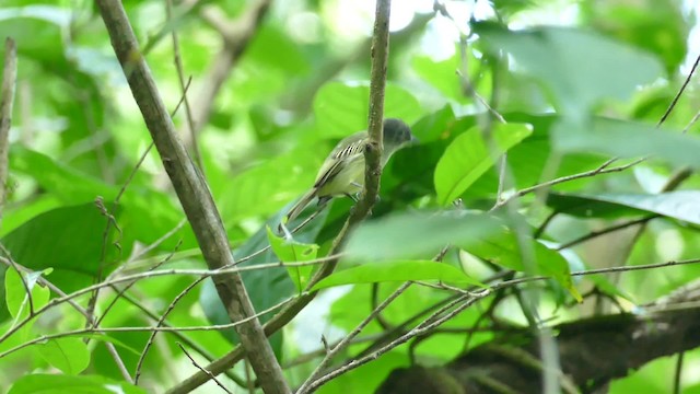 Yellow-winged Flatbill - ML201921731