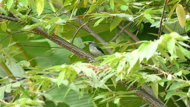 Plain-colored Tanager - ML201921741