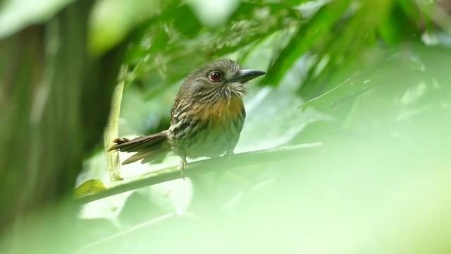 White-whiskered Puffbird - ML201921761