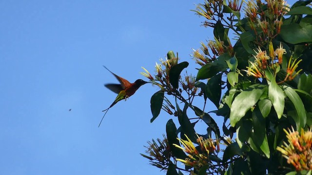 Colibrí Ígneo - ML201921821