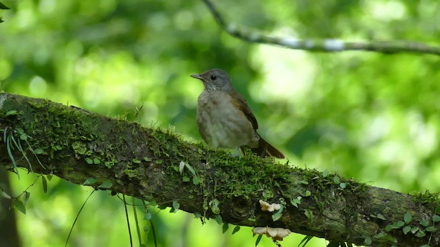 Pale-breasted Thrush - ML201921851