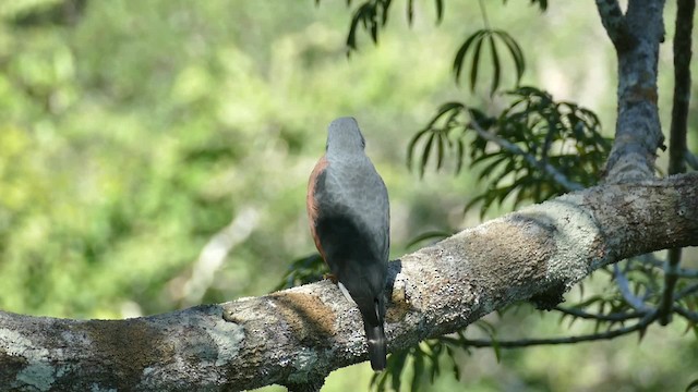 Double-toothed Kite - ML201921921