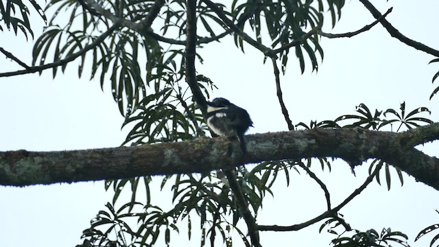 Pied Puffbird (Greater) - ML201921931