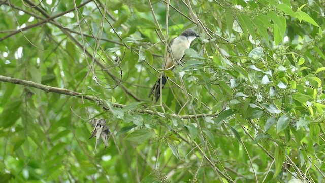 Dark-billed Cuckoo - ML201921971