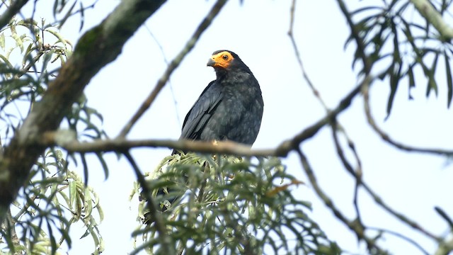 Caracara Negro - ML201922001