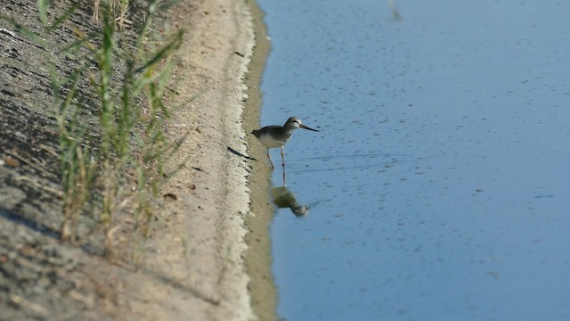 Terek Sandpiper - ML201922011