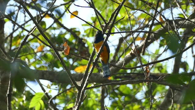 Gartered Trogon - ML201922071