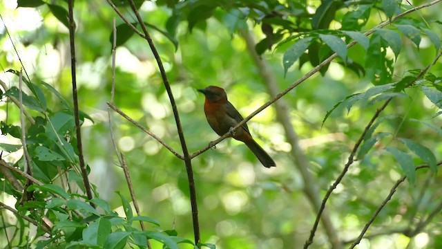 Red-throated Ant-Tanager - ML201922081