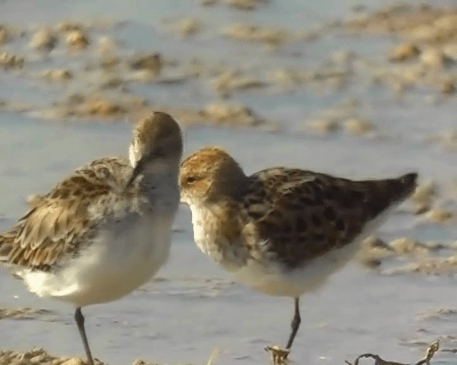 Little Stint - ML201922191