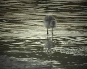 Avoceta Común - ML201922201