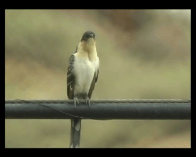 Great Spotted Cuckoo - ML201922221