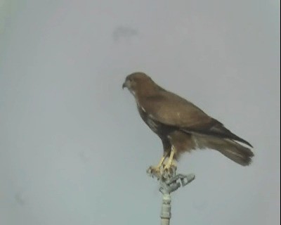 Common Buzzard (Western) - ML201922271