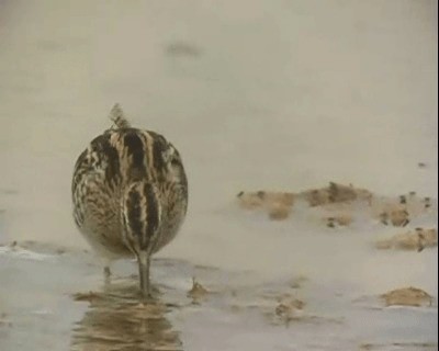 Common Snipe - ML201922331