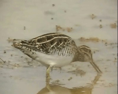 Common Snipe - ML201922341