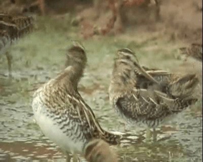 Common Snipe - ML201922351