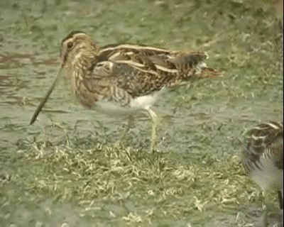 Common Snipe - ML201922361