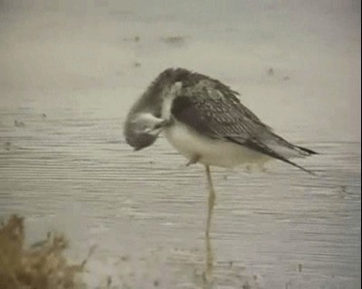 Common Greenshank - ML201922371