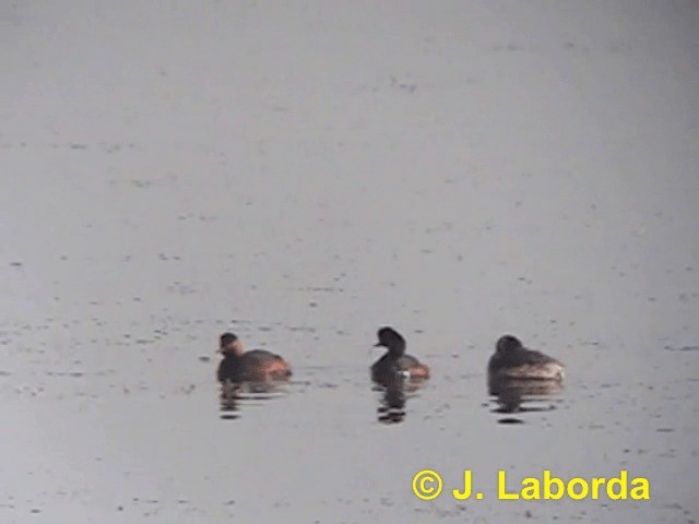 Eared Grebe - ML201922711