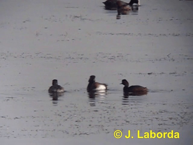 Eared Grebe - ML201922881