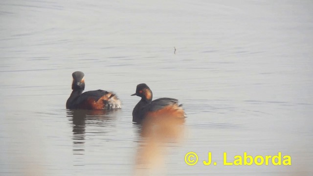 Eared Grebe - ML201922911