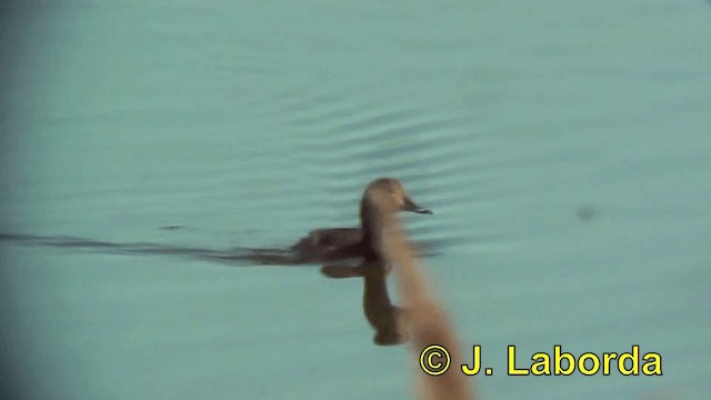 Common Pochard - ML201922941