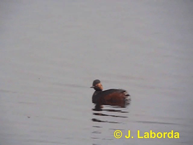 Eared Grebe - ML201922951