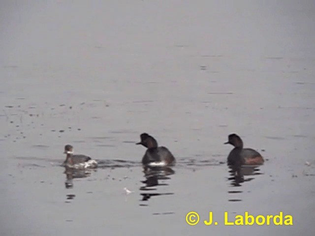 Eared Grebe - ML201922971