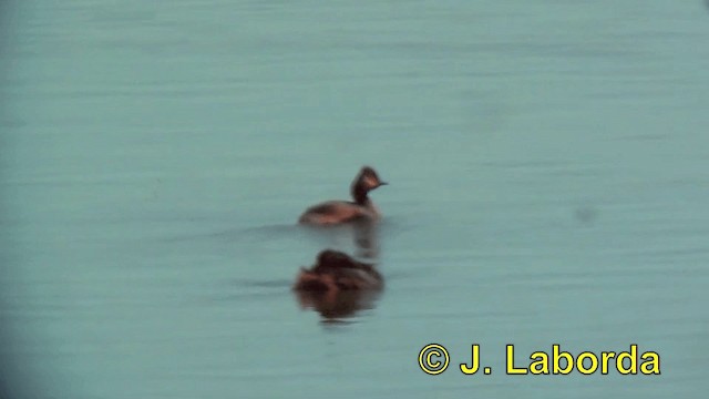 Eared Grebe - ML201923021