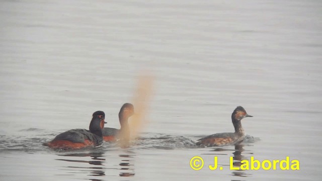 Eared Grebe - ML201923031