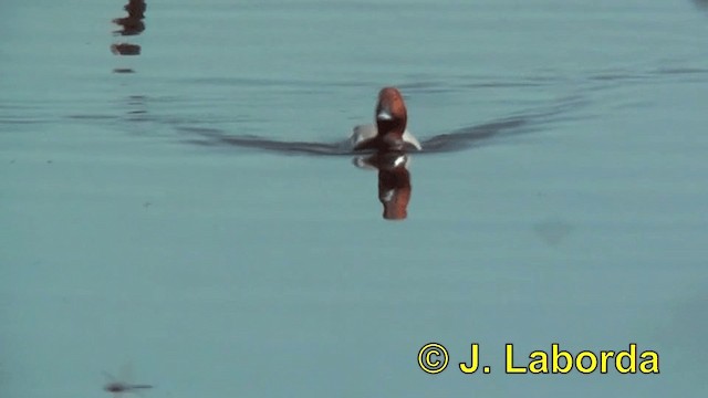 Common Pochard - ML201923081