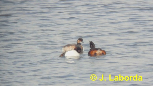 Eared Grebe - ML201923111