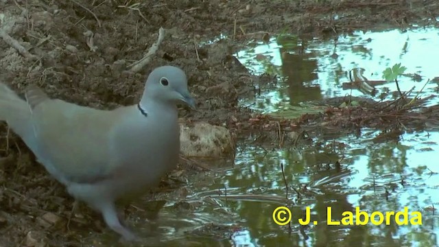 Eurasian Collared-Dove - ML201923221