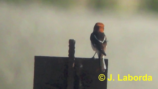 Woodchat Shrike (Western) - ML201923591