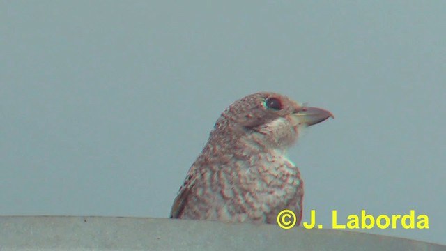 Сорокопуд червоноголовий (підвид senator) - ML201923891