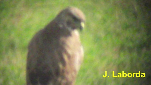 Common Buzzard (Western) - ML201923971