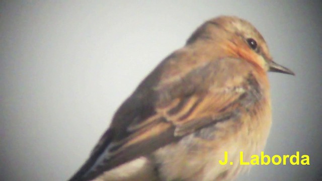 Northern Wheatear (Eurasian) - ML201924051