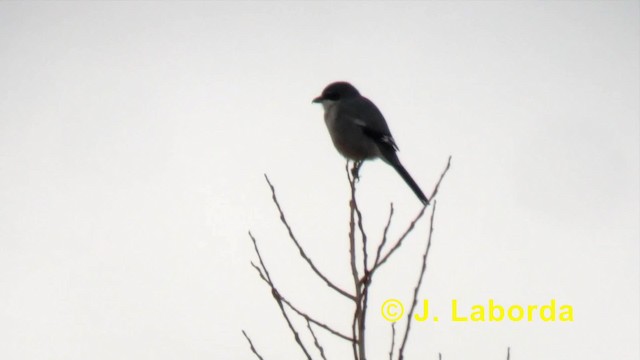 Iberian Gray Shrike - ML201924191