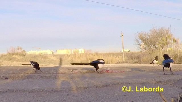 Eurasian Magpie (Iberian) - ML201924761