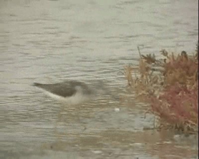 Common Greenshank - ML201924961