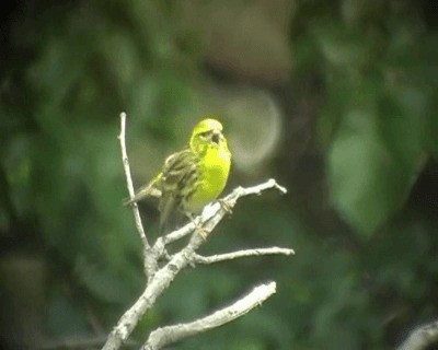 European Serin - ML201925191