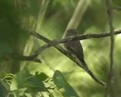 Spotted Flycatcher (Spotted) - ML201925311