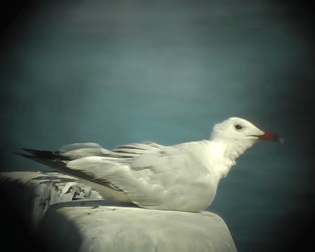 Одуэнова чайка - ML201925541