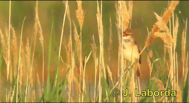 Great Reed Warbler - ML201925621