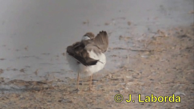 Little Ringed Plover (curonicus) - ML201925821