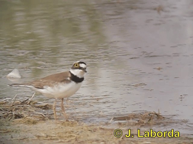 Little Ringed Plover (curonicus) - ML201925861
