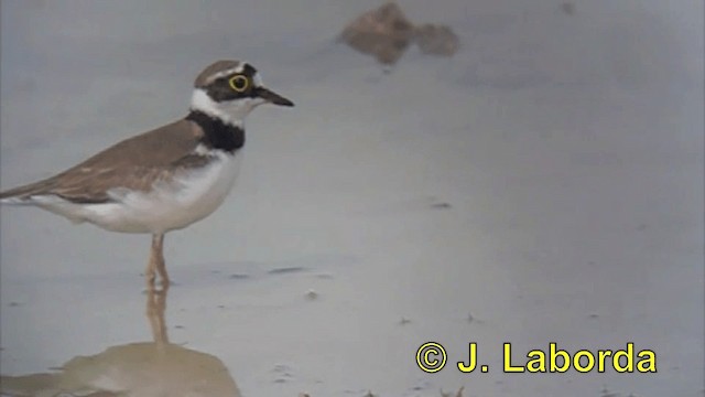 Little Ringed Plover (curonicus) - ML201925891