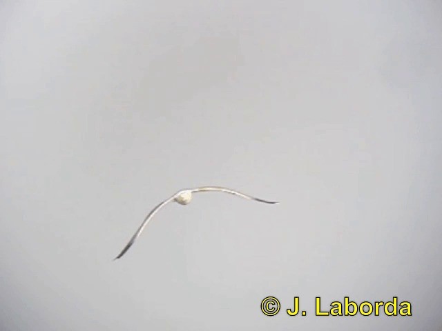 שחף צהוב-רגל (ים תיכוני) - ML201925941